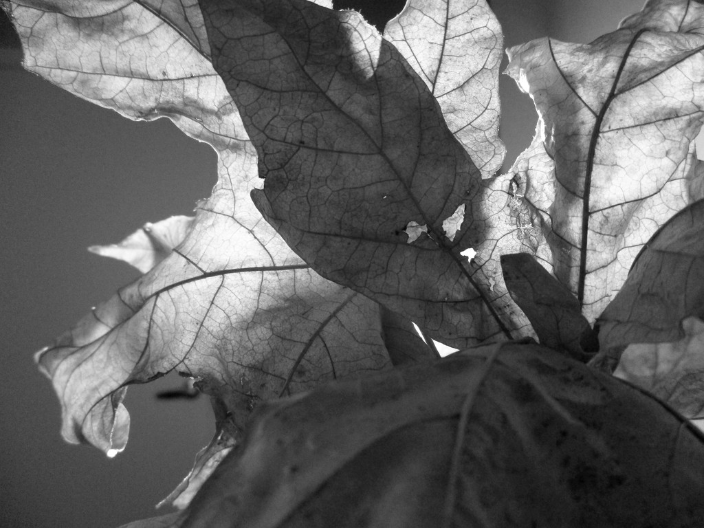 Autumn in B&W 7 by granagringa