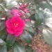 Camellias by gratitudeyear