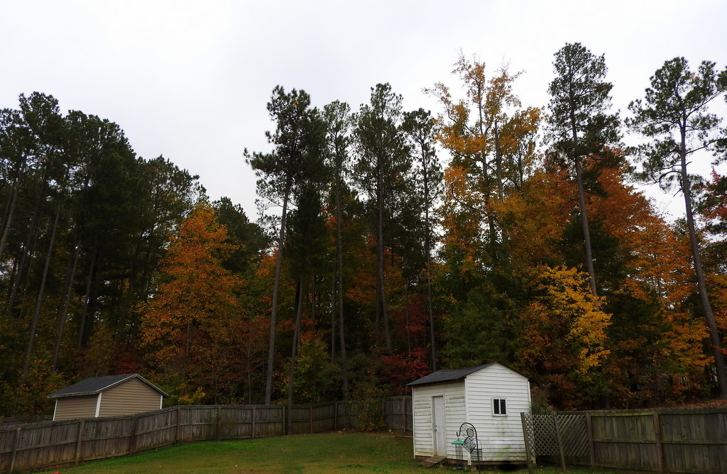 Fall behind our yard by homeschoolmom