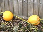 1st Nov 2017 - Pumpkins