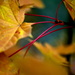 Red Petioles by jayberg