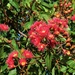 Red Flowering Gum Tree ~ by happysnaps