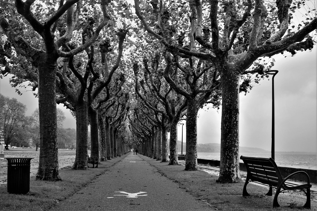 Tree pathway along the lake by vincent24