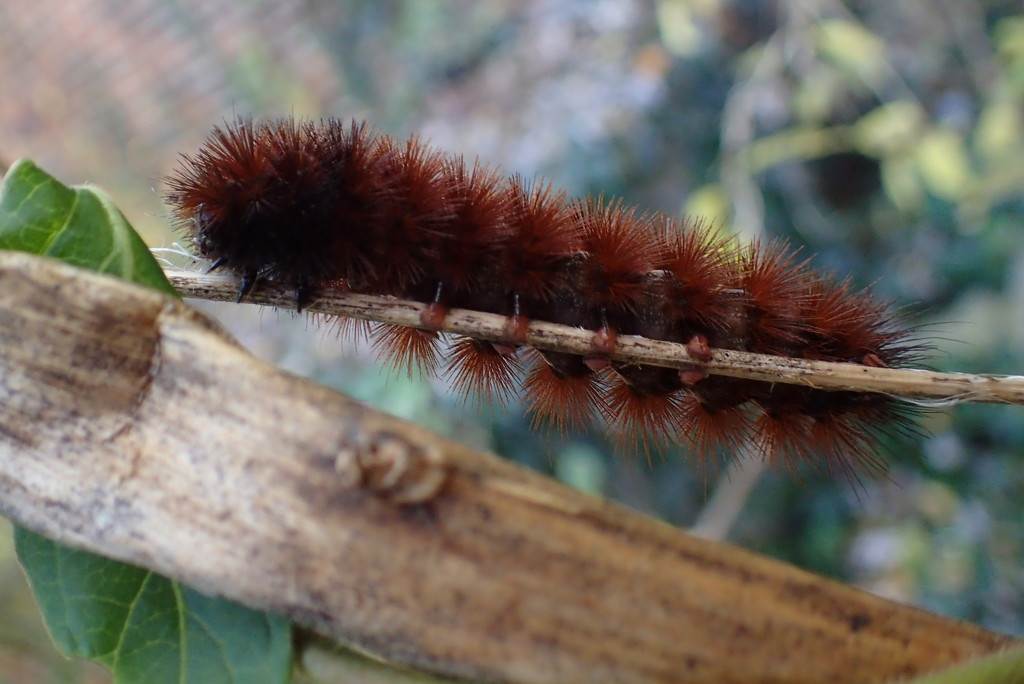 Wooly Bear by cjwhite