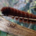 Wooly Bear by cjwhite