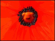 5th Nov 2017 - Piggy in Poppy Red