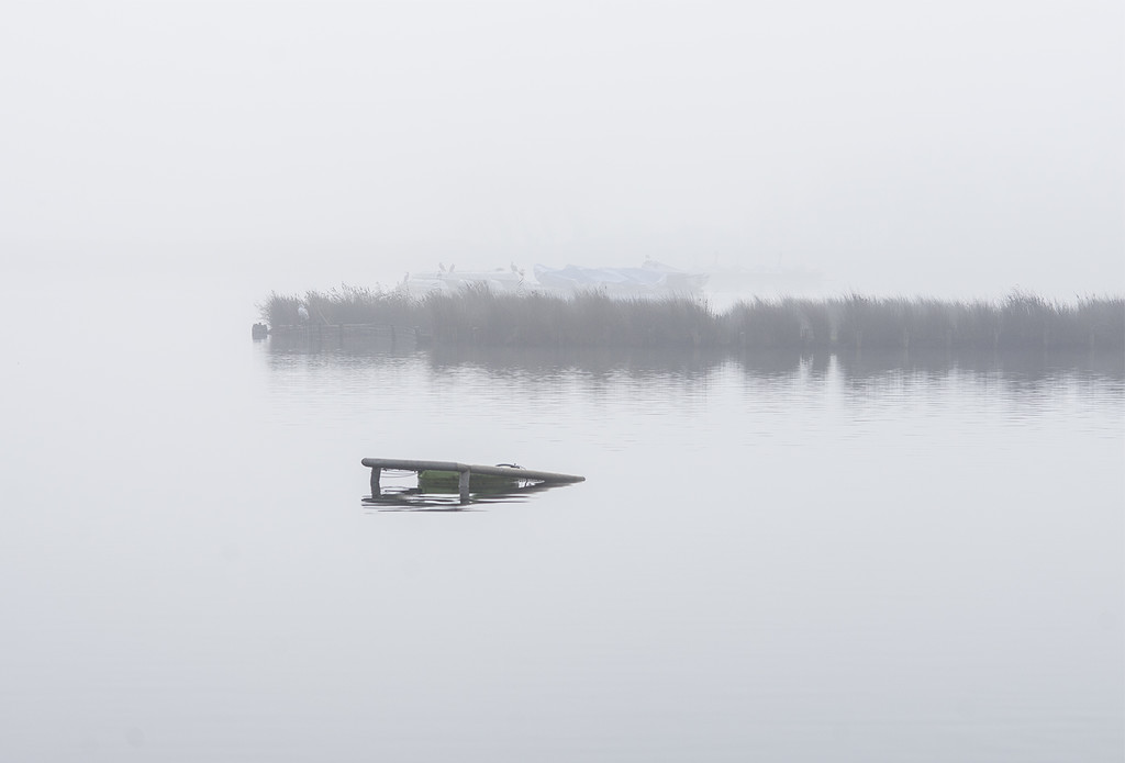 fog reed bed 3 365 by davidrobinson