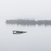 fog reed bed 3 365 by davidrobinson