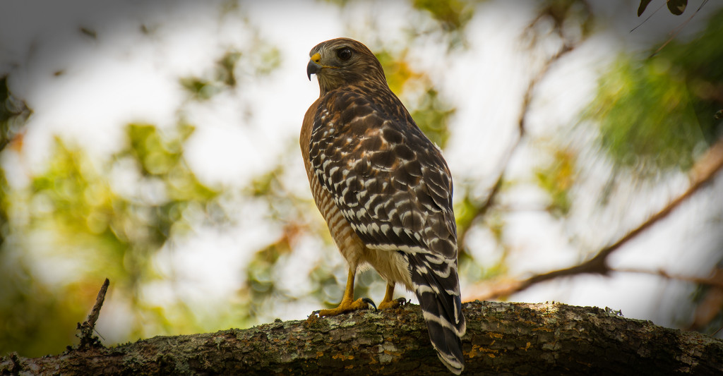 Red Shouldered Hawk in the Backyard! by rickster549