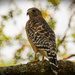 Red Shouldered Hawk in the Backyard! by rickster549