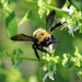 S.t.r.e.t.c.h.i.n.g Eastern Carpenter Bee by rhoing