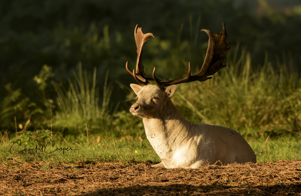 Fallow Stag by shepherdmanswife