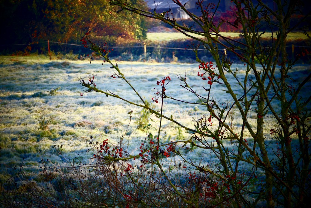 A Cold & Frosty Morning  by carole_sandford