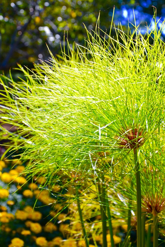 Papyrus aka Nile Grass, at the Arboretum  by louannwarren