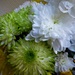 Chrysanthamums  by beryl