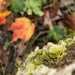 Mossy Fungus In The Fall Forest by janetb