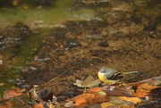 6th Nov 2017 - Grey wagtail in the stream...