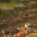 Grey wagtail in the stream... by ziggy77