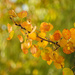 Fall's Golden Colors by seattlite