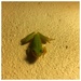 Frog Friend by wilkinscd