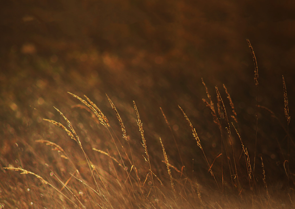 Golden Grass by jesperani