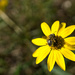 It's a wonderful day!  Bee happy! by eudora