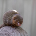 Mongoose by leonbuys83