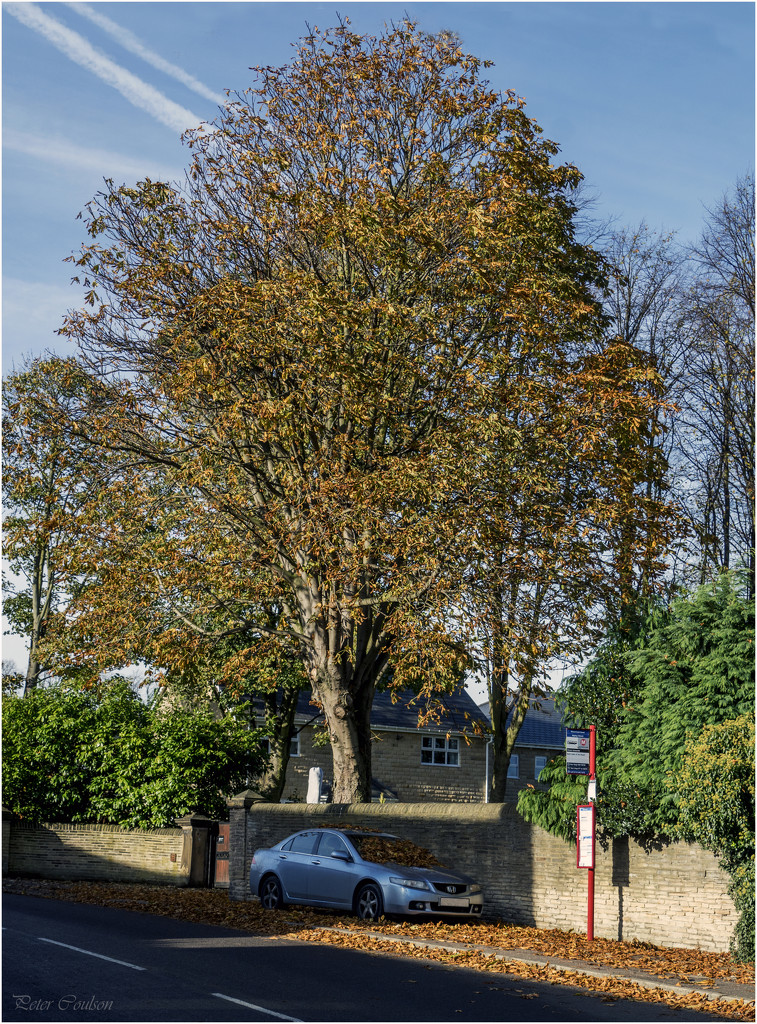 Autumn Parking by pcoulson
