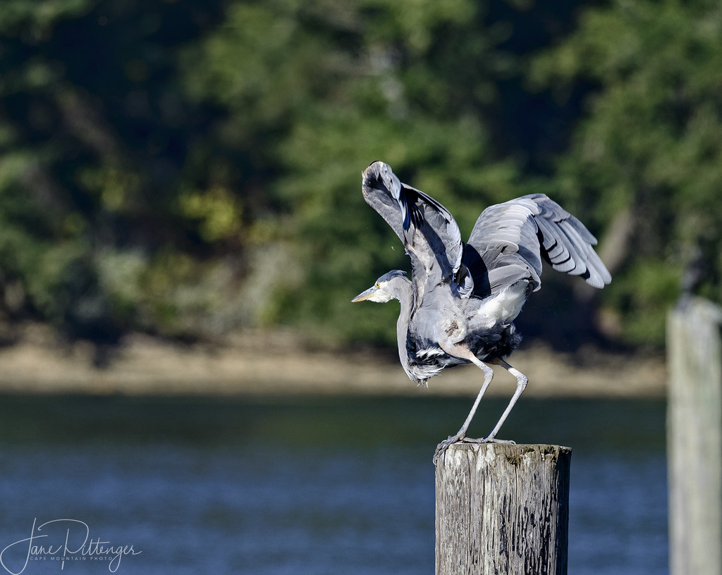 Blue Heron Ready for Take Off by jgpittenger