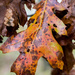 Oak Leaf by rminer