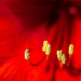 Amaryllis Stamens by vignouse