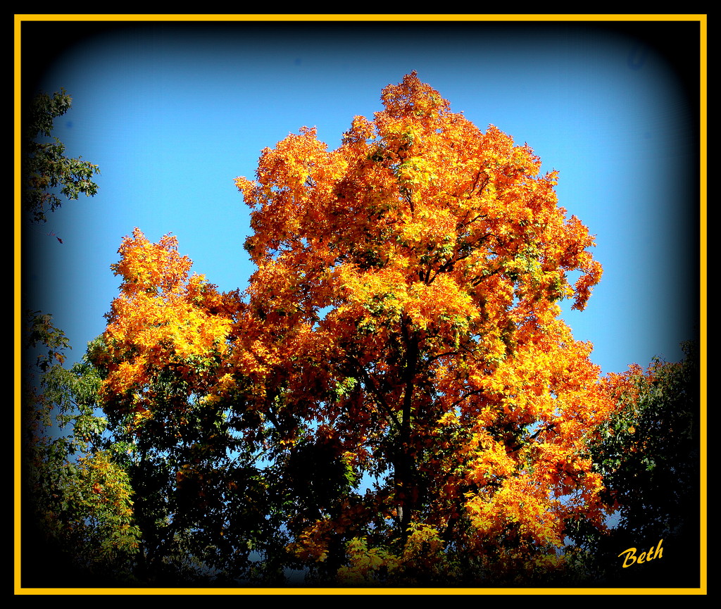 Glorious is When Fall Kisses the Hickory Trees by vernabeth