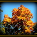 Glorious is When Fall Kisses the Hickory Trees by vernabeth