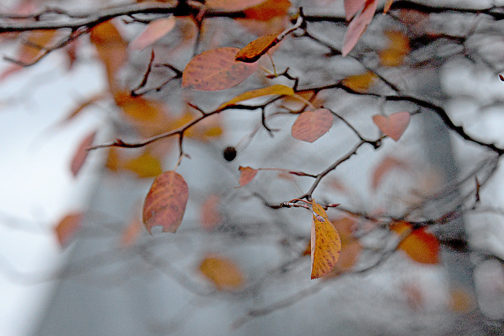 Fall time! by fayefaye