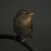 november sparrow by amyk
