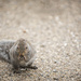 Poor Little Squirrel by lstasel