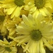 Yellow daisies by homeschoolmom