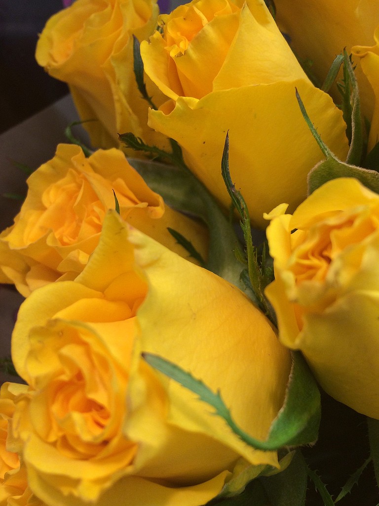 Yellow roses by homeschoolmom