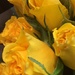 Yellow roses by homeschoolmom