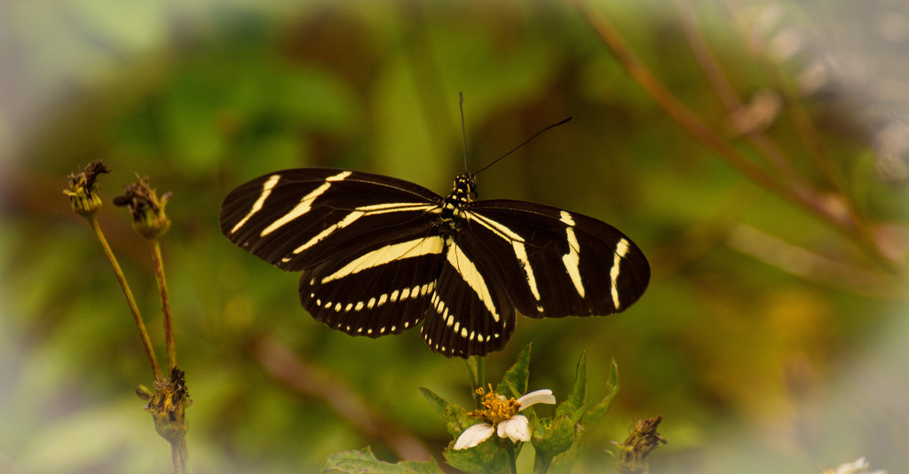 Zebra Heliconian Butterfly! by rickster549