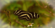 6th Nov 2017 - Zebra Heliconian Butterfly!