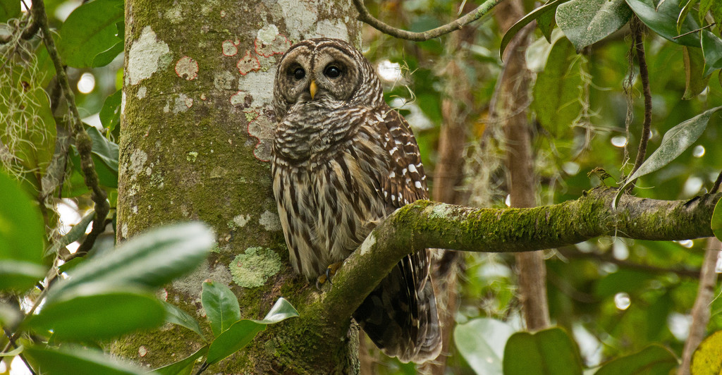 Todays Barred Owl! by rickster549