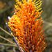 Outback Wildflowers of SW of Western Australia 2 by leestevo