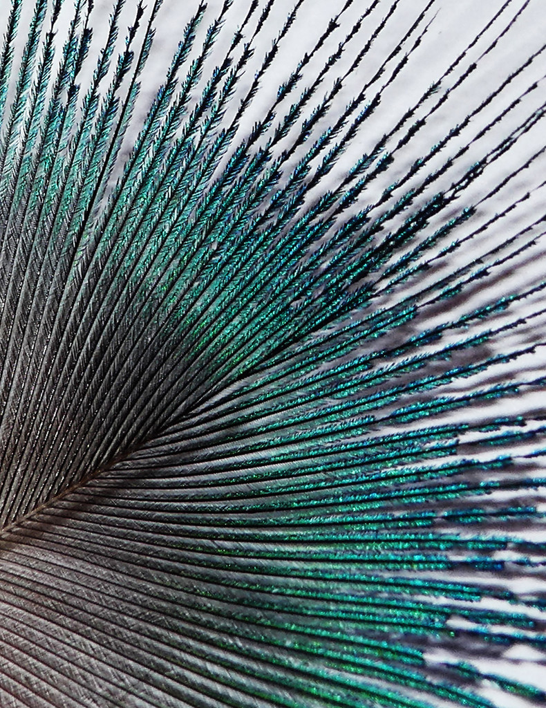 Peacock Feather by onewing