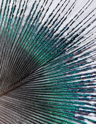 7th Nov 2017 - Peacock Feather
