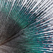 Peacock Feather by onewing