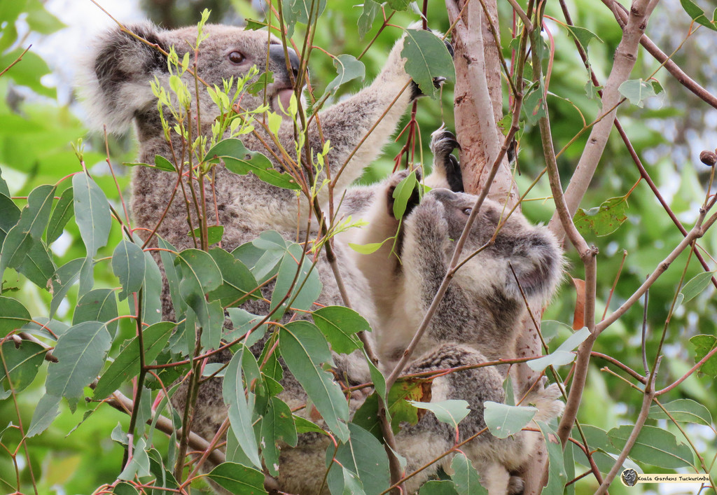am I doing it right mamma? by koalagardens