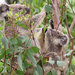 am I doing it right mamma? by koalagardens