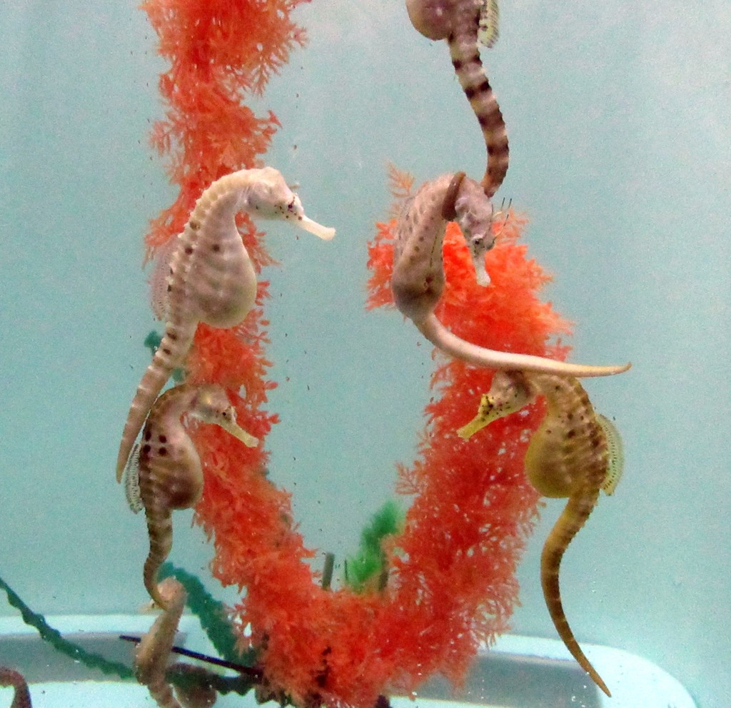 Male seahorses by robz