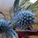 Tasmanian wildflower by robz